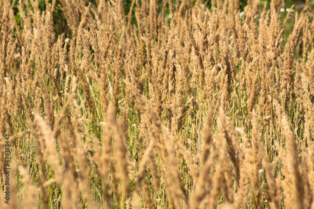 Closeup of golden bush grass with selective focus on foreground Closeup of golden bush grass with selective focus on foreground