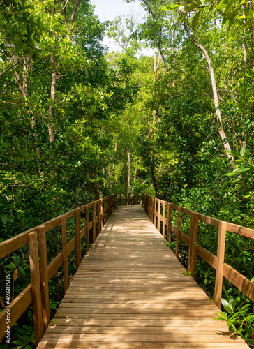 Beautiful Sunny Mangrove Pathway Landscape