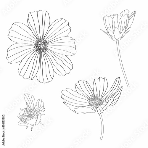 Cosmos botanical flowers. Wild spring wildflower isolated. Black and white art. Isolated cosmea illustration element.
