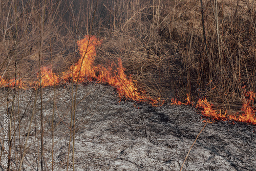Canvastavla burning grass in forest and bush in sprintime, black ashes on ground, damage to
