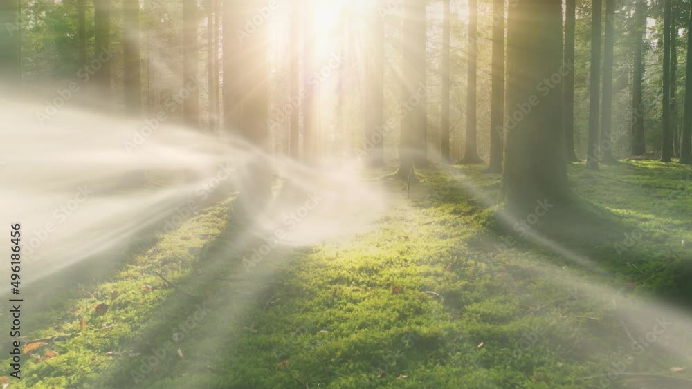 Fantasy fog light motion in sunny beautiful forest landscape. Fantasy fog light motion in sunny beautiful forest landscape.