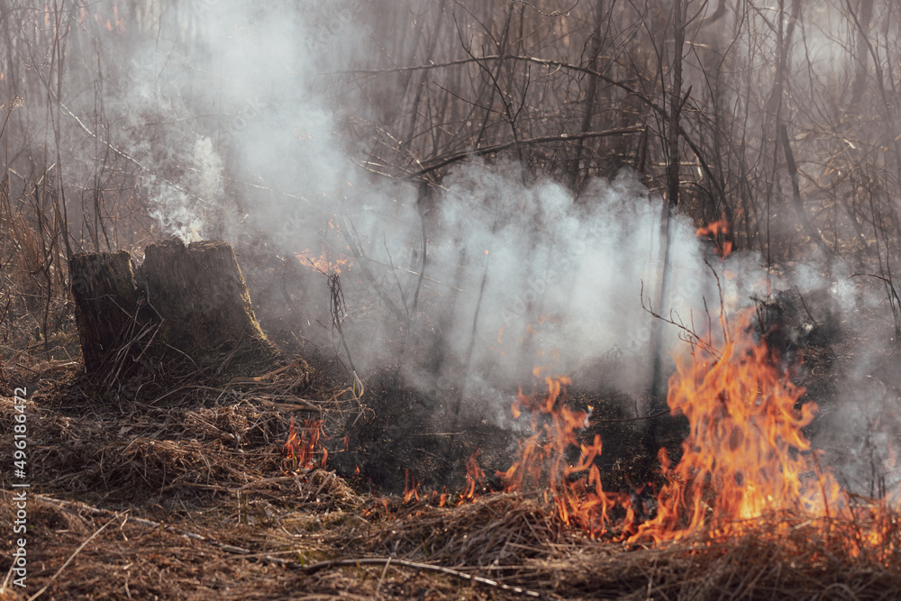 burning dry grass in forest, lots of smoke	