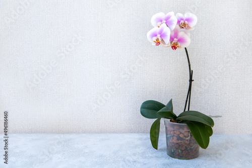 Blooming pink orchid in a pot on a light background with copy space. Floriculture  house plants  hobby.