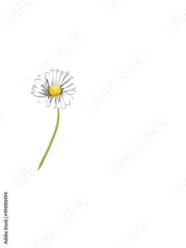 Gänseblümchen 