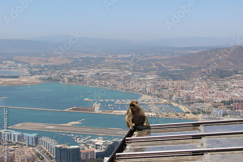 Monkey and the bay