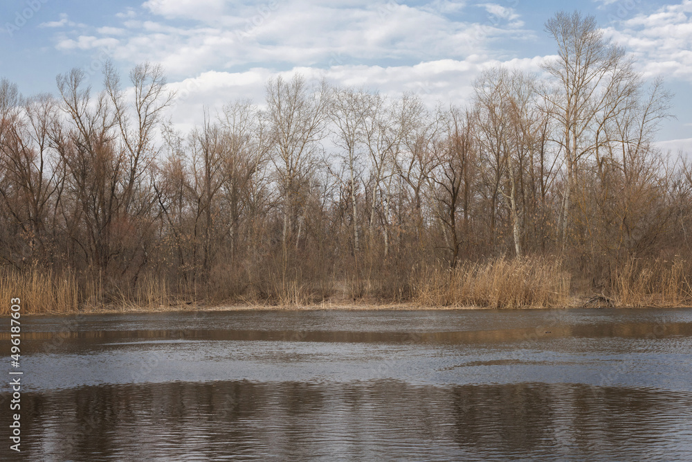 Fototapeta premium forest in early spring near the river