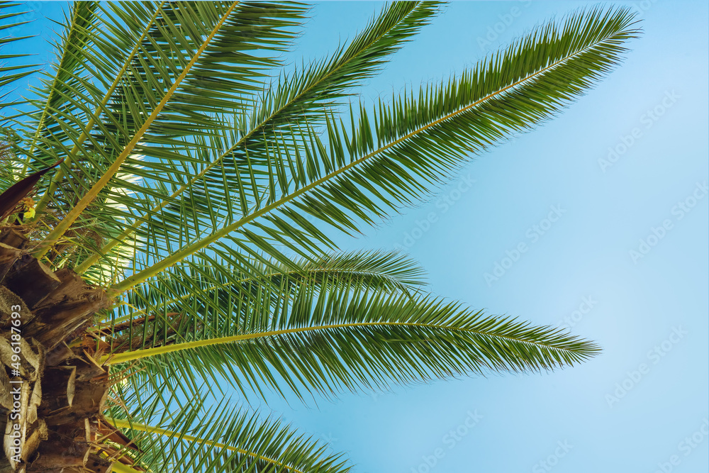 Green palm tree on blue sky background. horizontal photo. Summer background, vacaton concept Green palm tree on blue sky background. horizontal photo. Summer background, vacaton concept