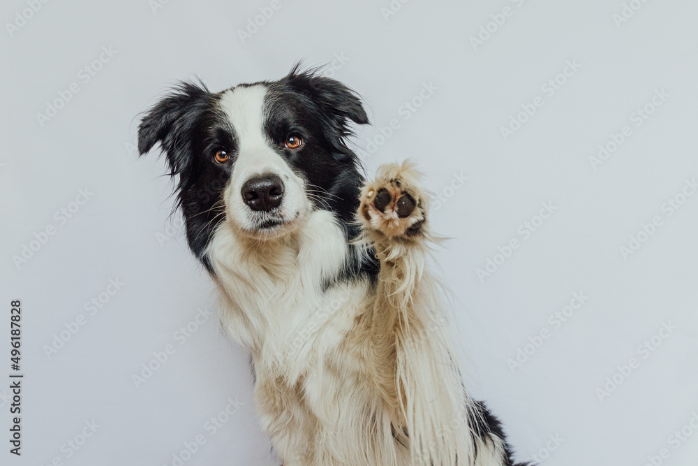 Cute puppy dog border collie with funny face waving paw isolated on white background. Cute pet dog. Pet animal life concept