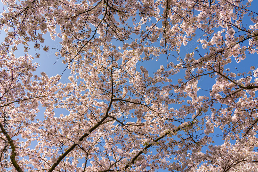 cherry blossom in spring against a blue sky cherry blossom in spring against a blue sky
