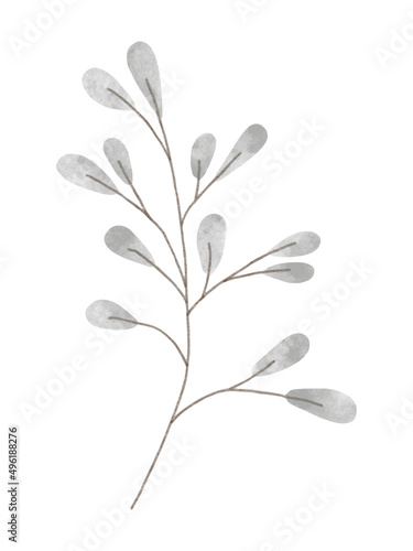 Watercolor trendy pussy willow plant. Vector illustration for web, app and print. Elegant feminine shape floristic isolated leaves. Garden, botanical, minimalistic floral element.