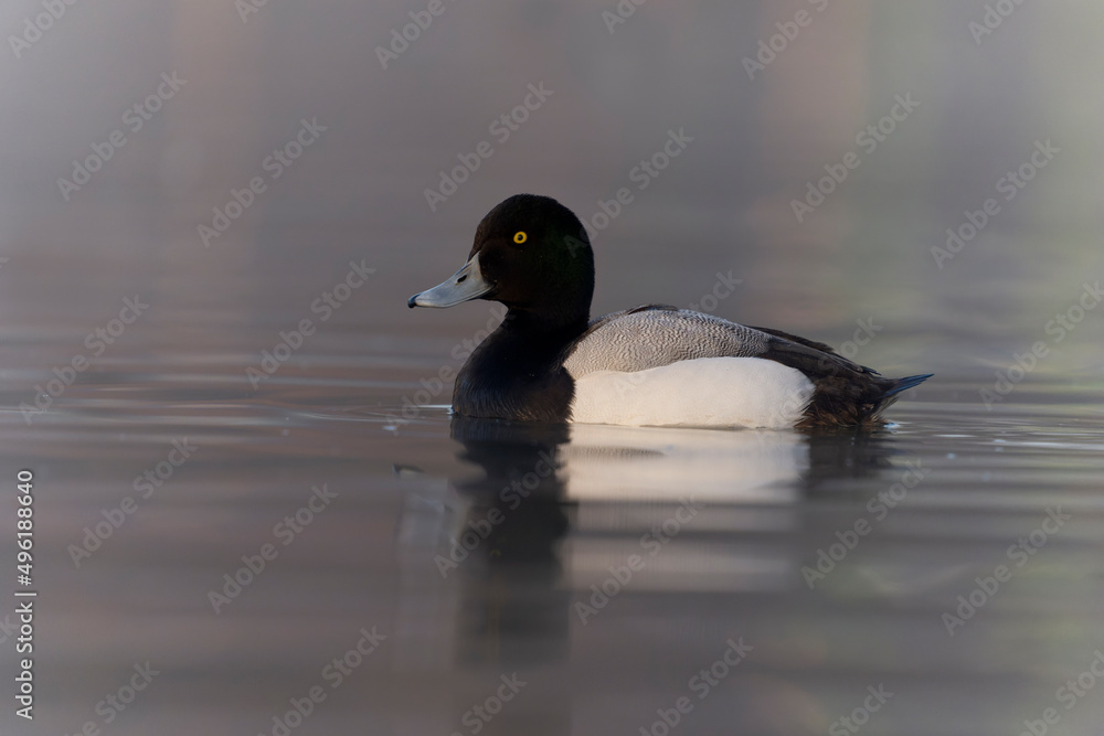 Greater scaup, Aythya marila Greater scaup, Aythya marila