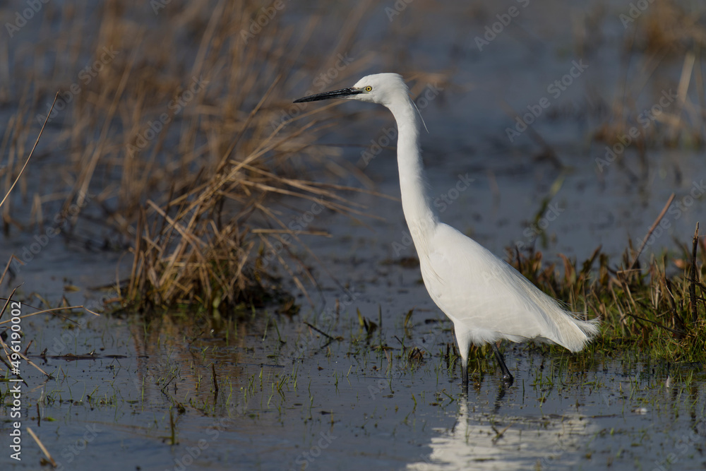 Obraz premium Little egret, Egretta garzetta,