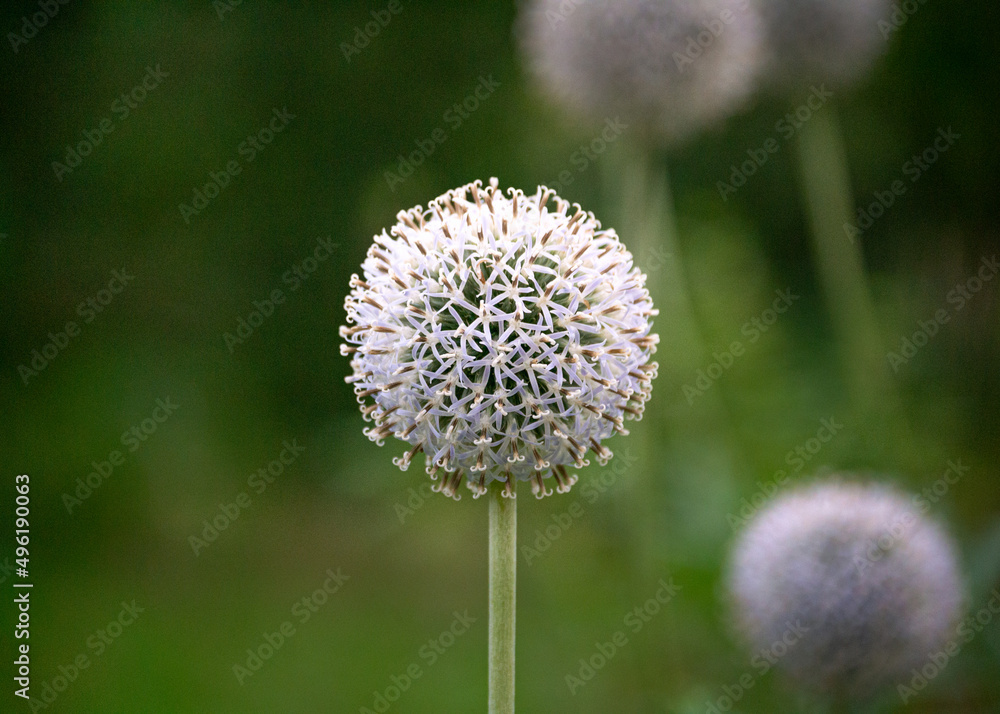 Flowers of prickly mordovnik used in medicine. Flowers of prickly mordovnik used in medicine.
