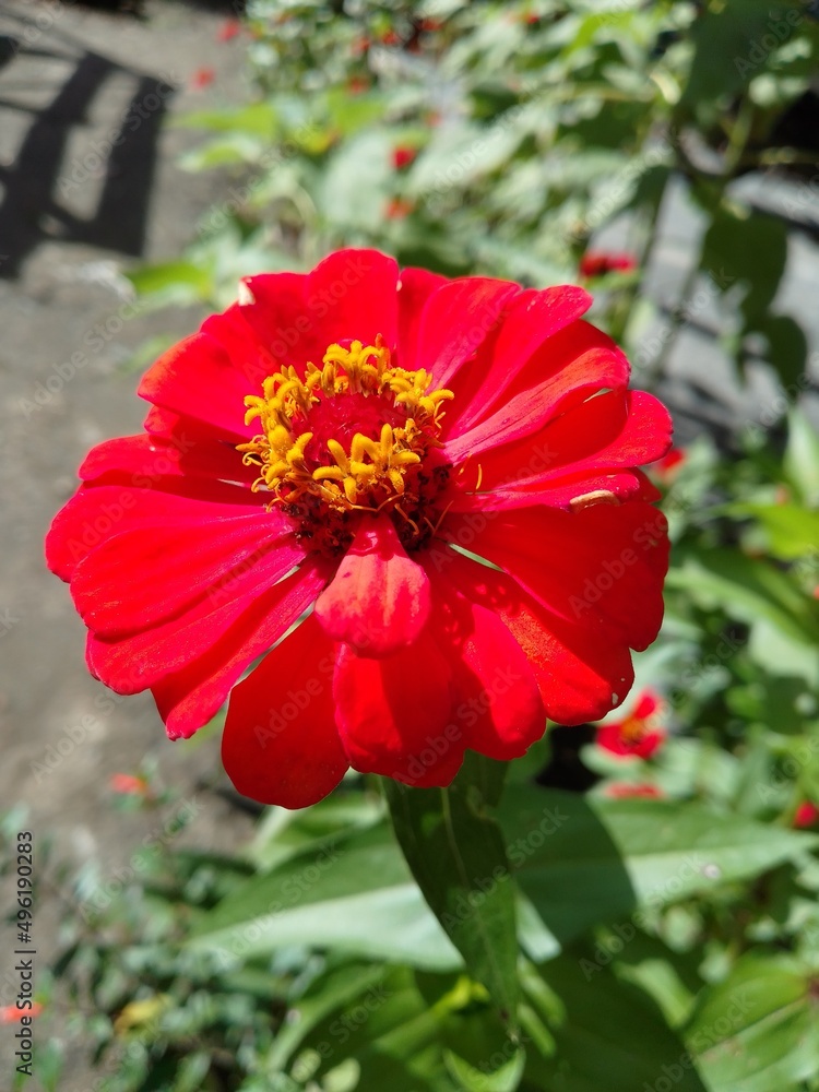 red flower in the garden red flower in the garden