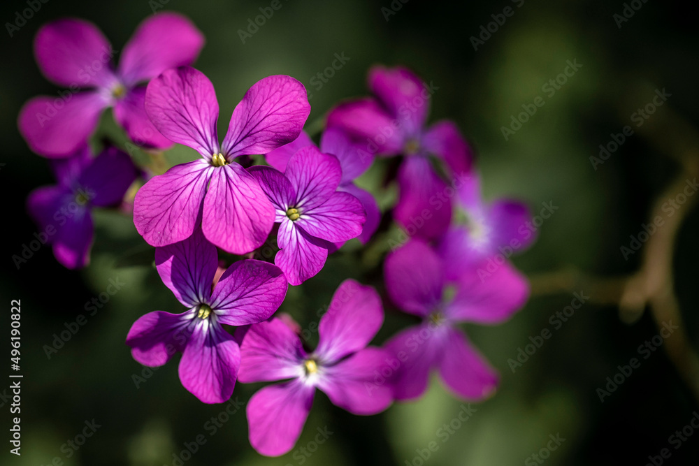 Bight pink annual wildflowers. Lunaria Annua or Honesty. Bight pink annual wildflowers. Lunaria Annua or Honesty.