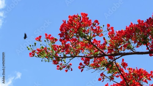 Royal poinciana tree. Red flame flowers. Impact colors of springtime. photo