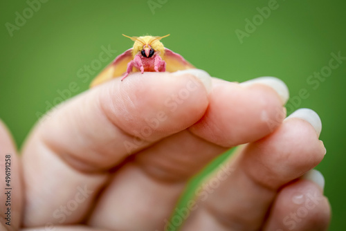 A rosy maple moth on fingers.