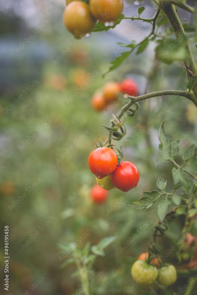 Beautiful view of red cherry tomatoes in a home garden in the countryside after rain. Soft morning lighting without harsh shadows.