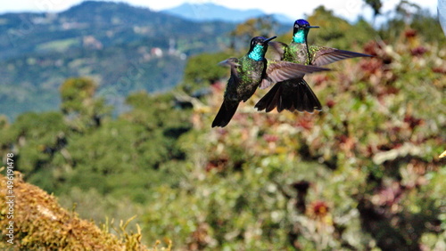  Talamanca hummingbird (Eugenes spectabilis) in flight at the high altitude Paraiso Quetzal Lodge outside of San Jose, Costa Rica