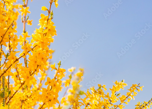 spring yellow flowers against blue sky