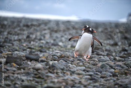 penguin in polar regions