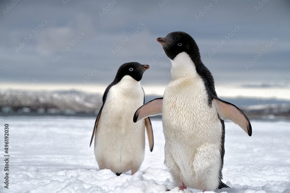 Fototapeta premium penguin in polar regions
