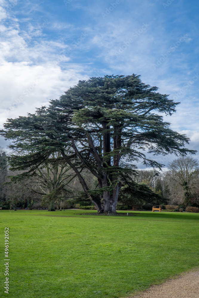 Cedar tree in the Malahide garden, part of a fairy trail. Spring, Dublin, Ireland. Cedar tree in the Malahide garden, part of a fairy trail. Spring, Dublin, Ireland.