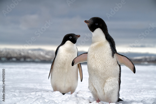 penguin in polar regions © Piotr