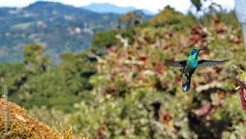 Lesser violetear  Colibri Cyanotus  hummingbird in flight at the high altitude Paraiso Quetzal Lodge outside of San Jose  Costa Rica