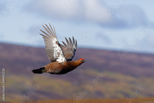 Photographie Red grouse, Lagopus lagopus,