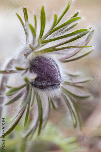 Pulsatilla pratensis bohemica, small pasque flower