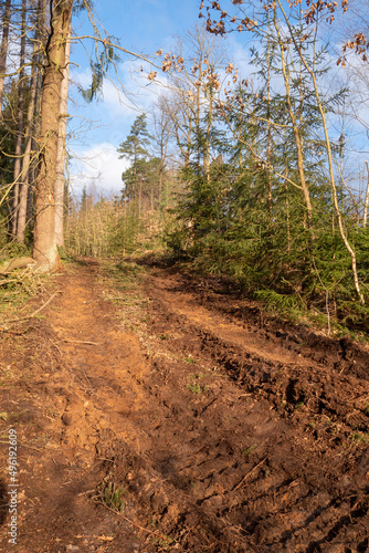 Holz F  llarbeiten im Wald