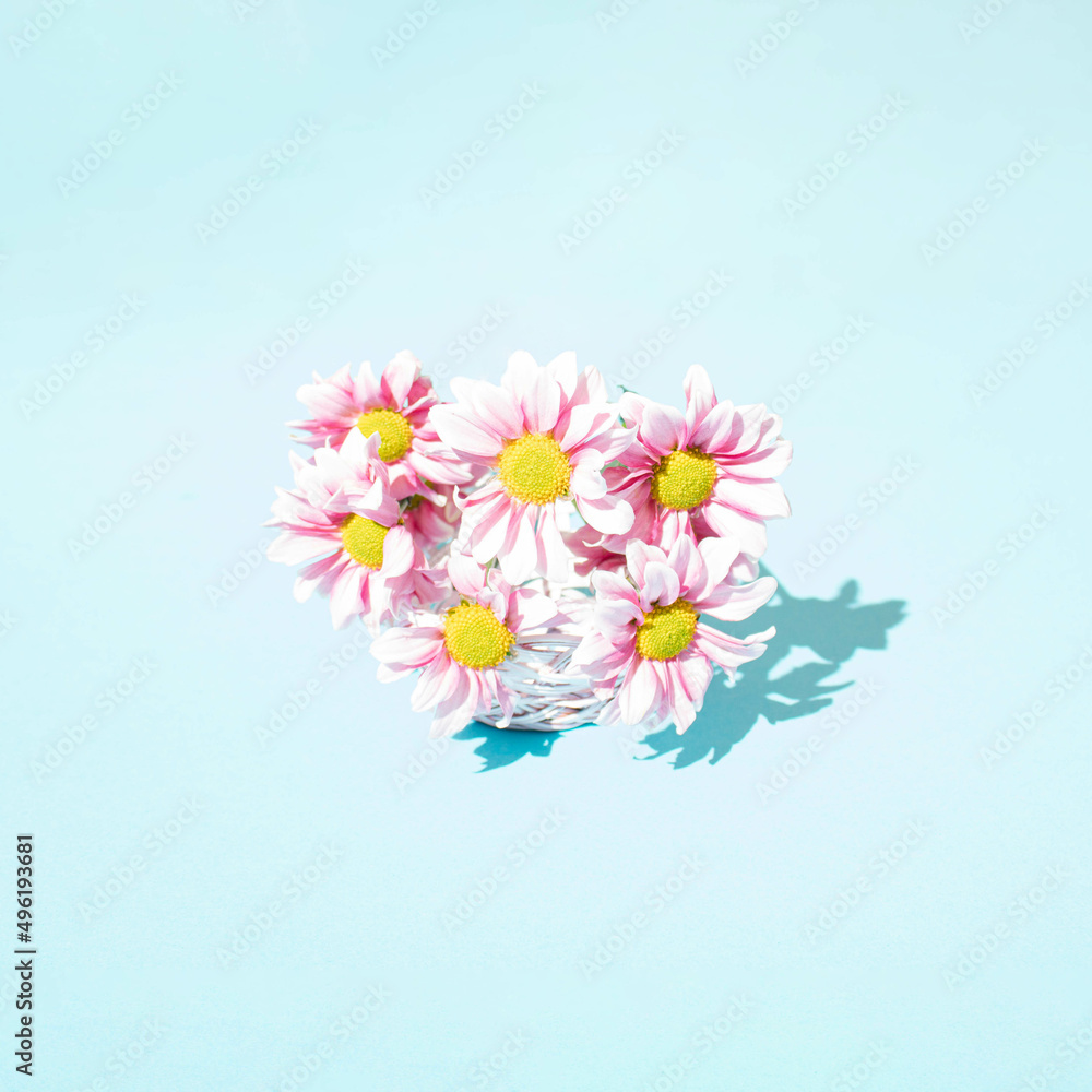 Fototapeta premium Spring buquet of pink daisies on a blue background