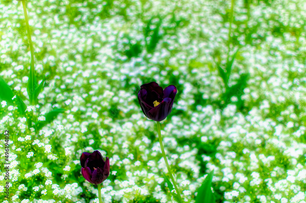 Black tulip flowers at green field during sunny spring day. Black tulip flowers at green field during sunny spring day.