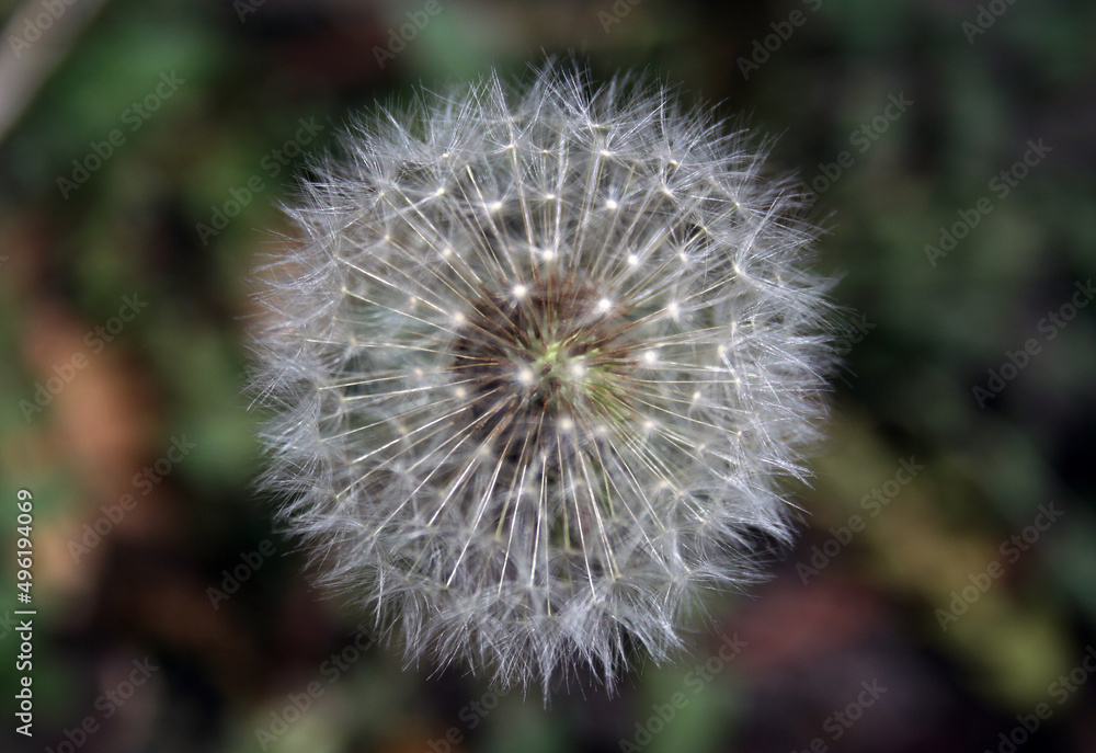 Dandelion head macro