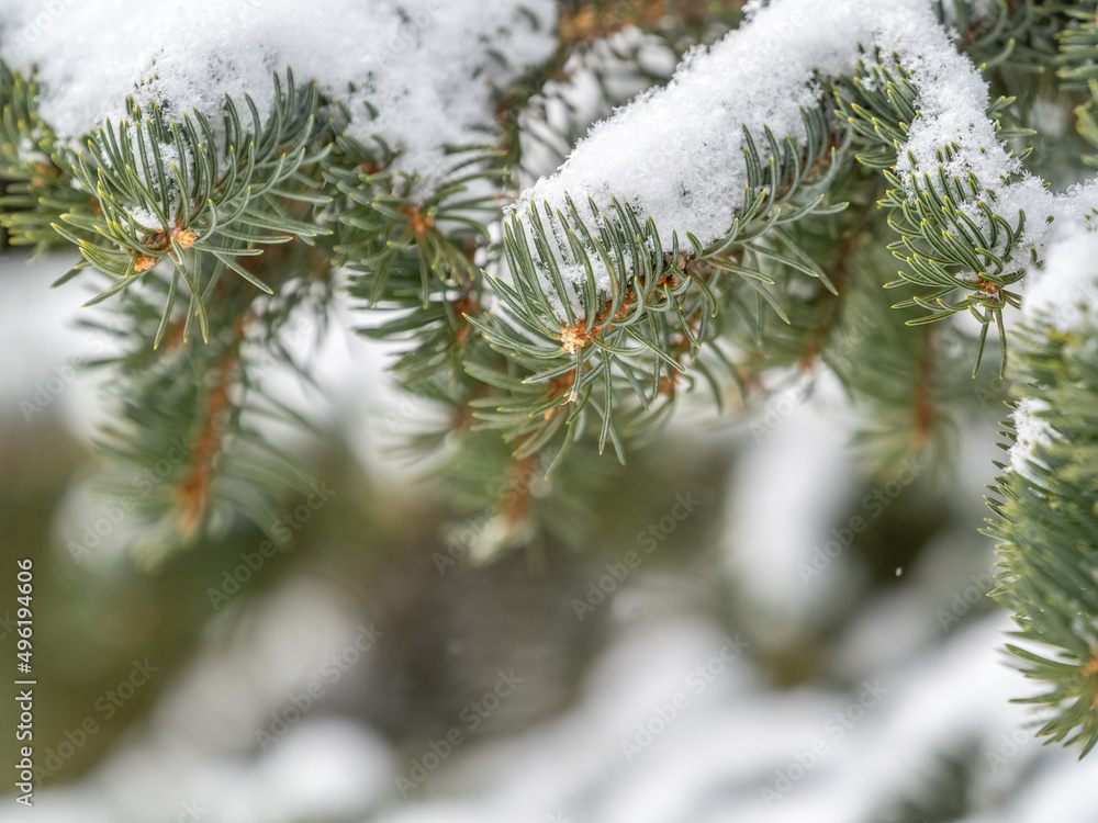 Green fir branches in winter covered with snow Green fir branches in winter covered with snow