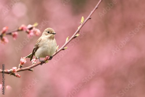 A small gray bird on a peach blossom branch in a peach orchard. Copy space.