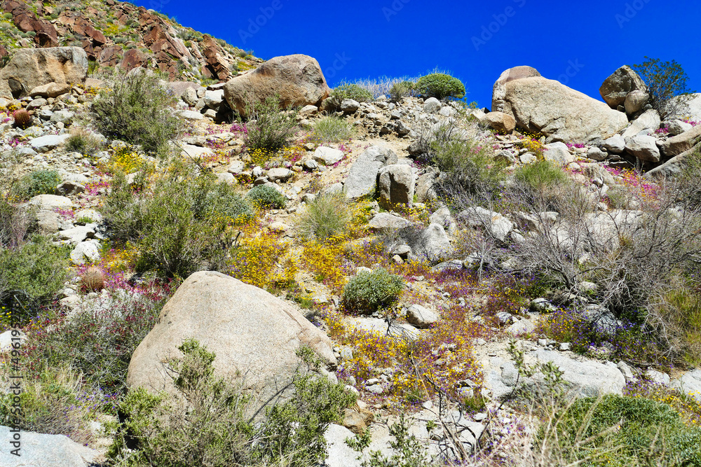 Green desert after winter rains, with yellow and purple flowers, along the Hellhole Canyon Trail, near Borrego Springs, Anza-Borrego Desert State Park, California, USA
