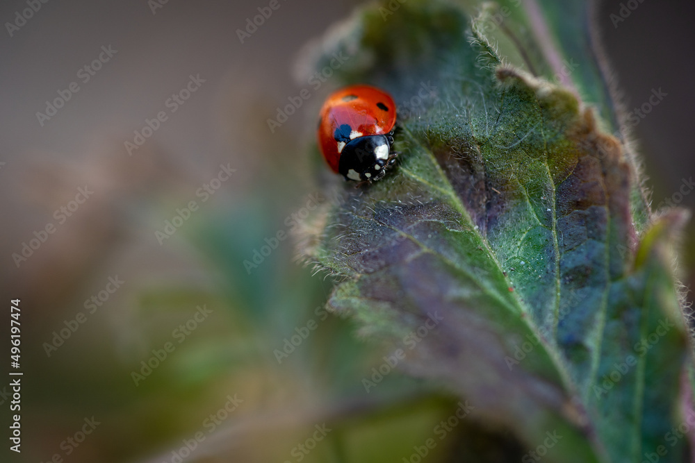 red ladybird on a leaf, macro photography red ladybird on a leaf, macro photography