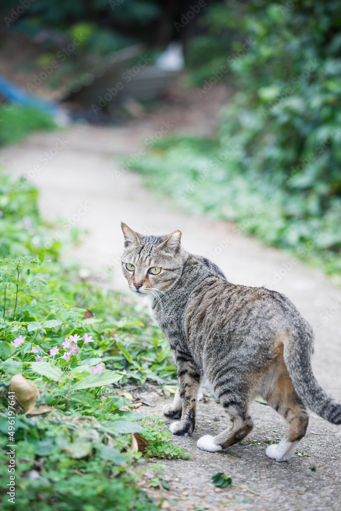 Cute Stray cat outdoor in village in Hong Kong, daytime, nobody Cute Stray cat outdoor in village in Hong Kong, daytime, nobody