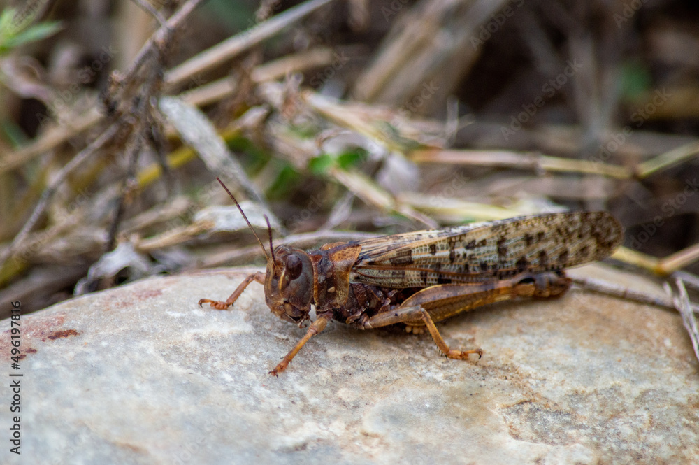 Grasshopper on rock Grasshopper on rock