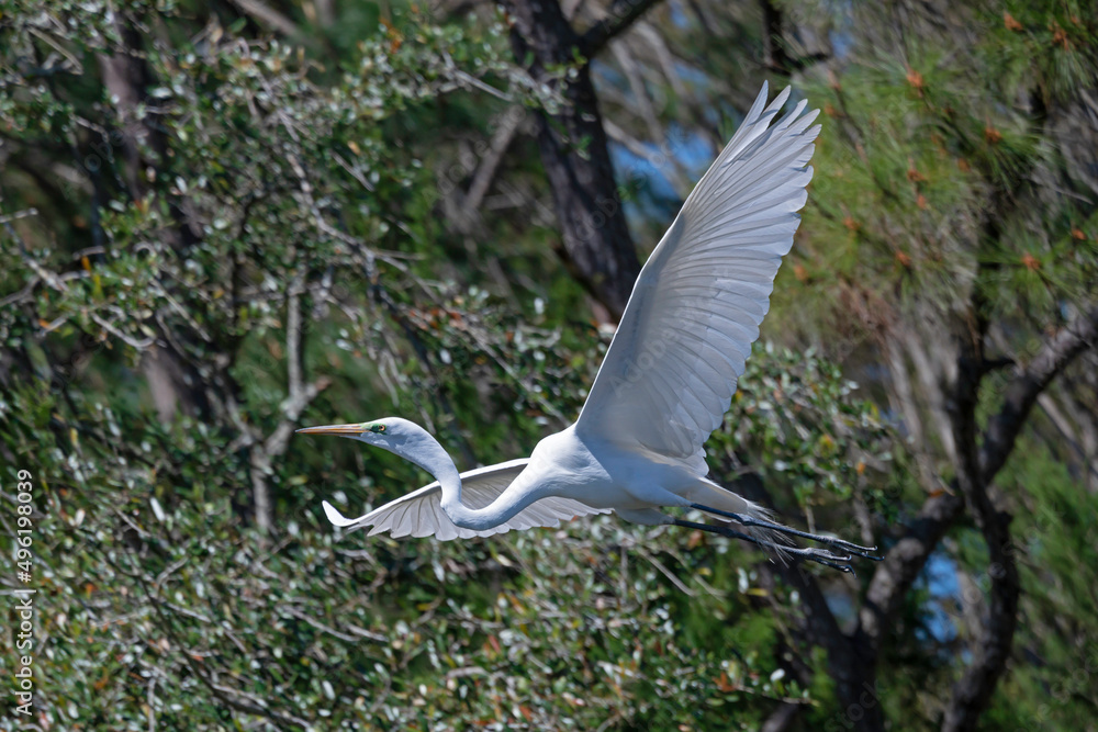 Great Egret flying past a wooded wetland. Great Egret flying past a wooded wetland.