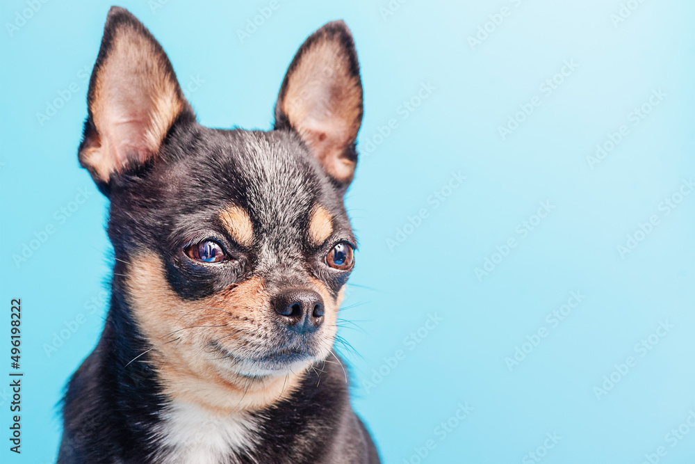 Black Chihuahua dog on a blue background. Mini dog.