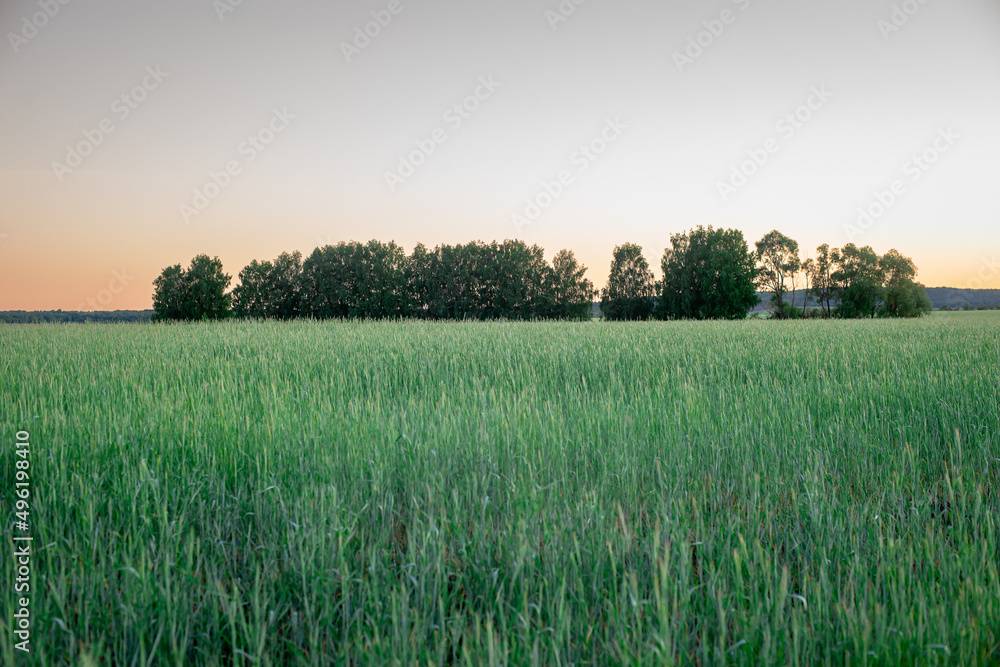 Green field of trees at sunset in summer.