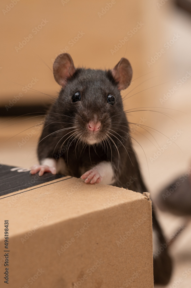 Fototapeta premium Farbratte