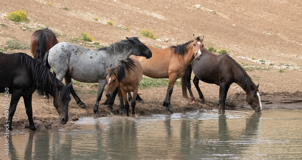 Herd of wild horses jostling at the waterhole in the Pryor Mountains wild horse range in Montana United States