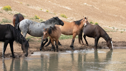 Mustang wild horses squeezing for position at the waterhole in the Pryor Mountains in Wyoming United States