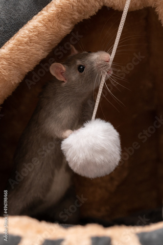 Farbratte spielt mit flauschigem Bommel