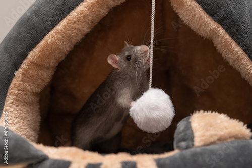 Farbratte spielt mit flauschigem Bommel