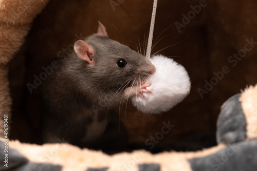 Farbratte spielt mit flauschigem Bommel